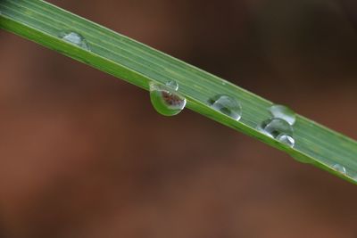 The dew on the leaf