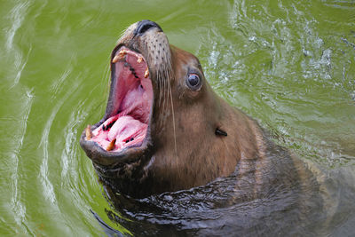 Close-up of horse in lake