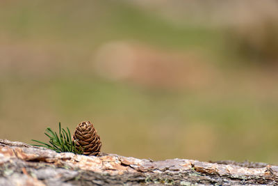 Close-up of a pine cone on a land
