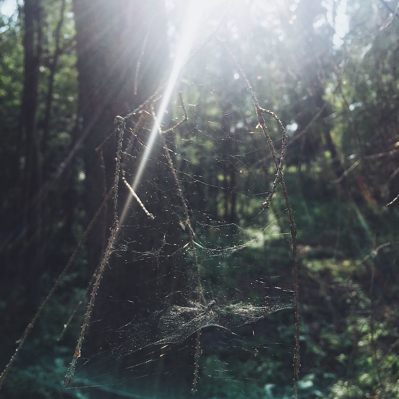 CLOSE-UP OF SPIDER WEB ON TREE IN FOREST