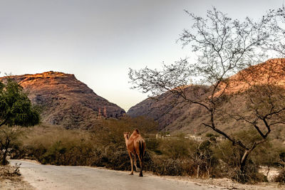 View of a horse on landscape