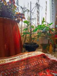 Potted plants on table by window against building