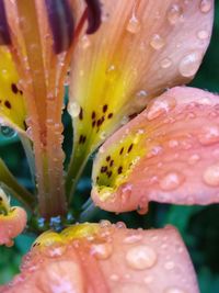 Close-up of wet flower