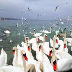 Flock of birds flying in the sea