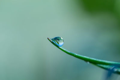 Close-up of green leaves