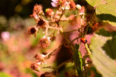 Close-up of insect on plant