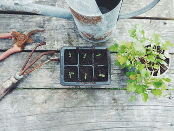 High angle view of plants with rusty gardening tools