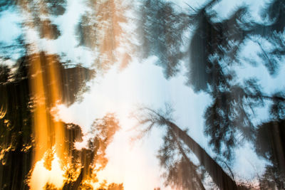 Low angle view of trees against sky