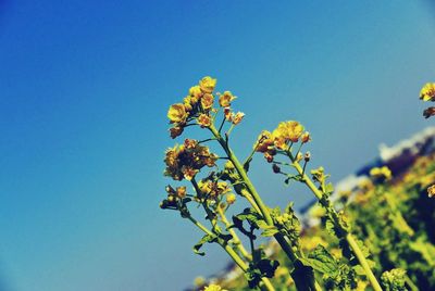 Low angle view of flowers against clear blue sky