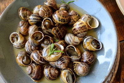 High angle view of shells