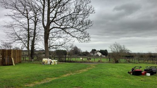 Trees on field against sky