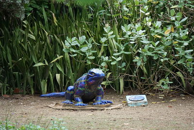 View of turtle in grass