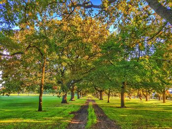 Trees on field against sky during autumn