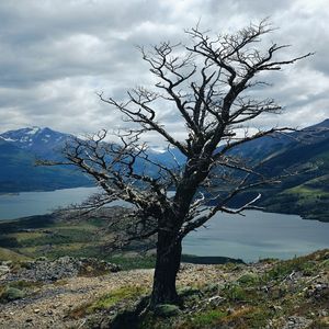 Tree by sea against sky