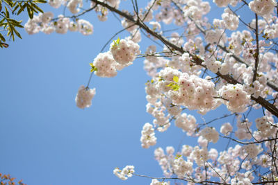 Low angle view of cherry blossoms growing against clear sky