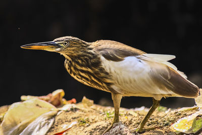 Close-up of bird perching on rock
