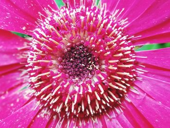 Close-up of pink flower blooming outdoors