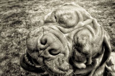 Close-up portrait of a dog