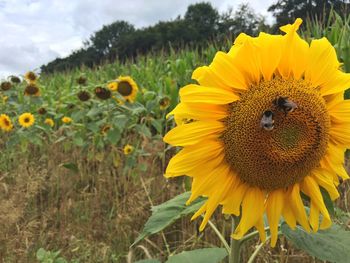 Close-up of sunflower blooming in field