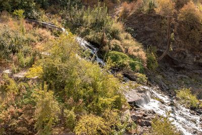 Stream flowing through forest