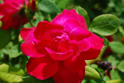 Close-up of red rose