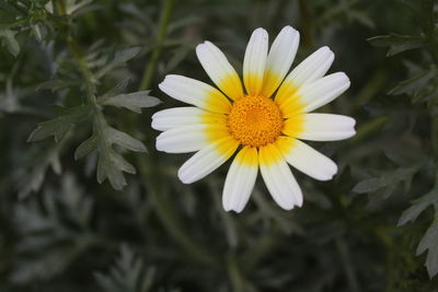 Close-up of white flower blooming outdoors