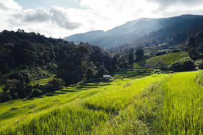 Scenic view of agricultural field against sky