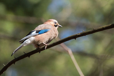 Close-up of bird perching on branch