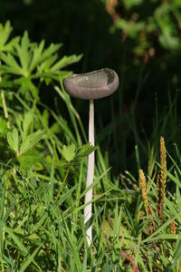 Close-up of plant