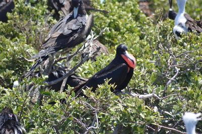 Bird perching on tree