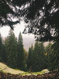 Pine trees in forest