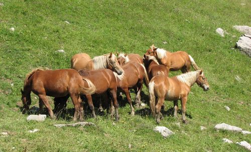 Cows grazing on field