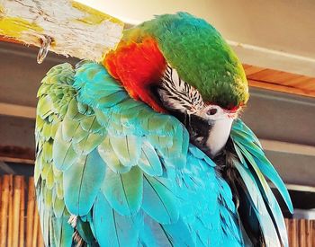 Close-up of a parrot