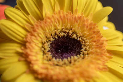 Close-up of yellow flower