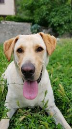 Close-up portrait of a dog