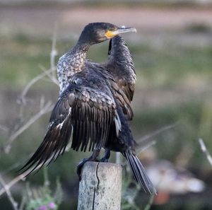 Close-up of bird perching on wooden post