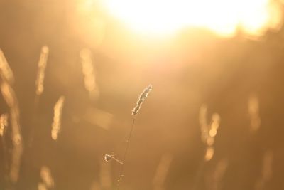 Close-up of plants on field against sky during sunset