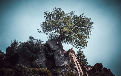 Low angle view of tree against clear sky