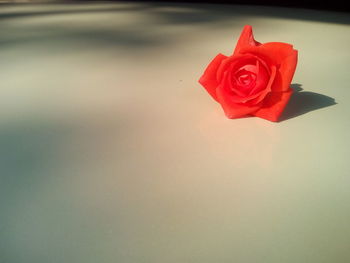 Close-up of red rose