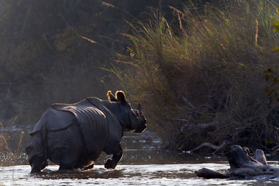 Side view of horse in water