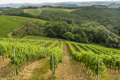 Vineyard against sky