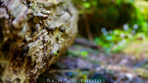 Close-up of lichen on tree trunk