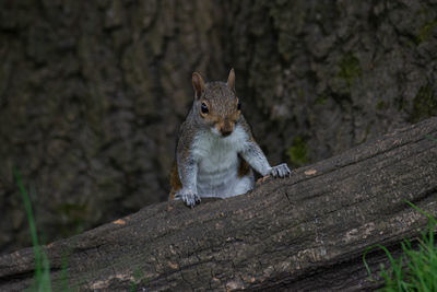 Portrait of squirrel sitting on tree trunk