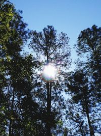 Low angle view of trees against sky