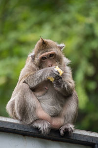 Close-up of monkey sitting on railing