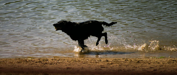 Black dog running on beach