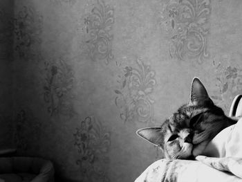 Cat sleeping on wall at home