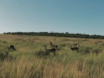 Animals on field against clear sky