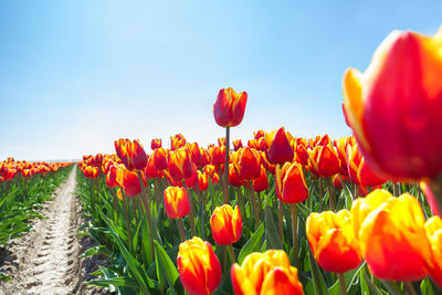 Close-up of red tulips growing on field against sky