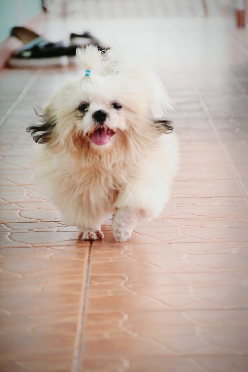 pets, domestic animals, dog, animal themes, one animal, mammal, portrait, looking at camera, sitting, animal hair, high angle view, full length, white color, no people, flooring, indoors, cute, close-up, canine, relaxation